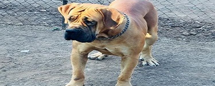 FEMALE BOERBOEL FOR CONSIDERATION